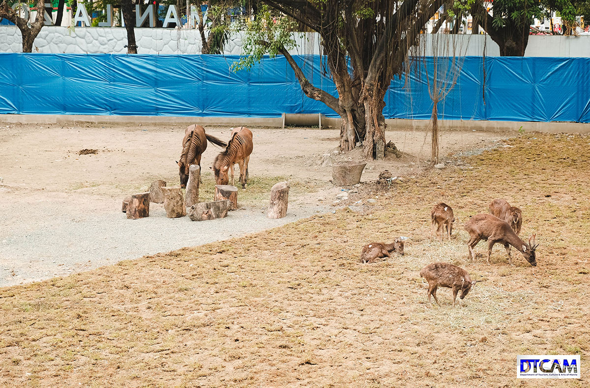 Manila Zoo | Rediscover the New Manila Zoo