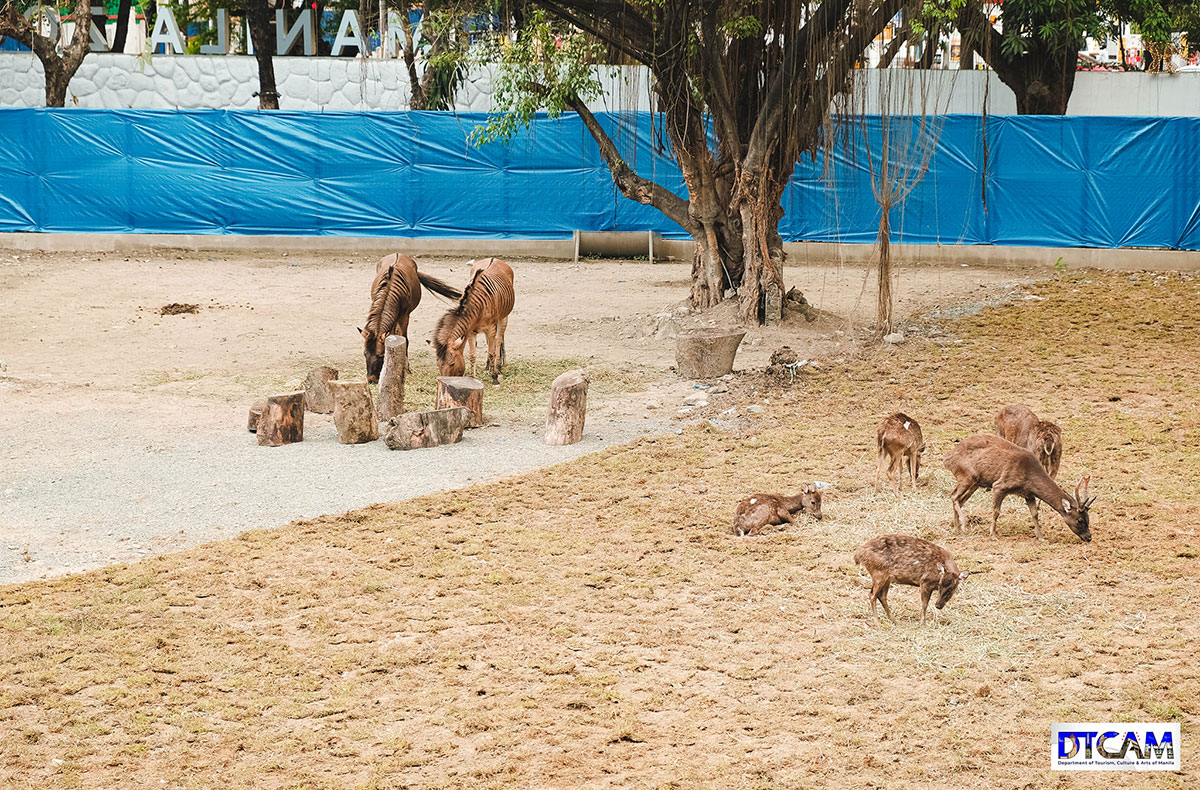 Manila Zoo | Rediscover the New Manila Zoo Manila Zoo | Rediscover the New Manila Zoo